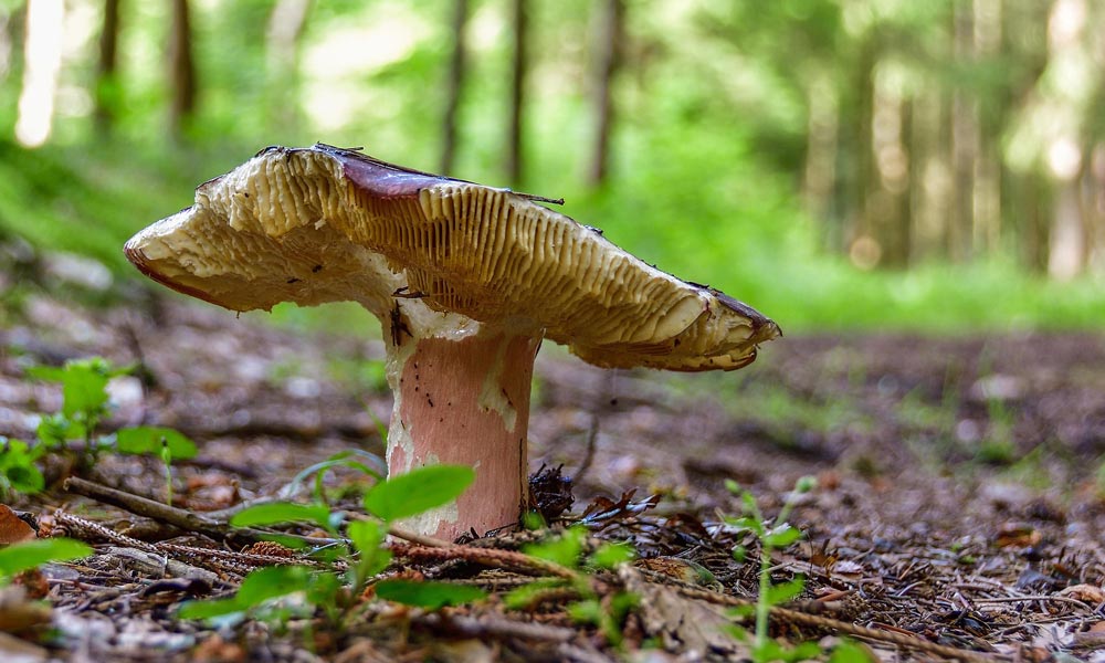 Sliderbild