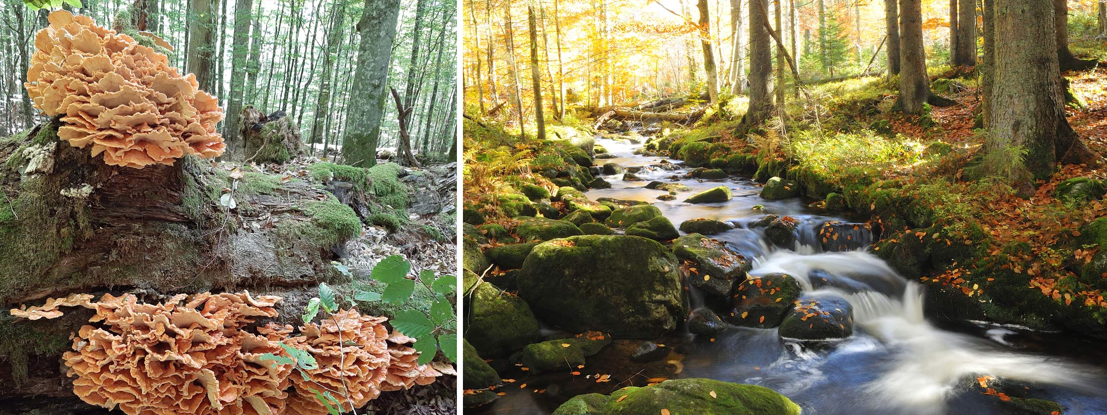 Wald und Pilze